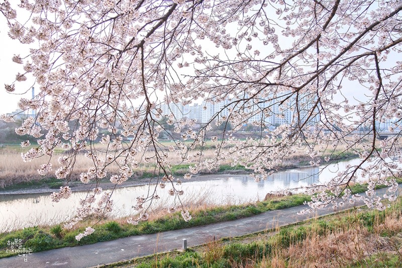 漫步於潺潺小溪旁,欣賞盛開的櫻花樹。 漫步於潺潺小溪旁,欣賞盛開的櫻花樹。