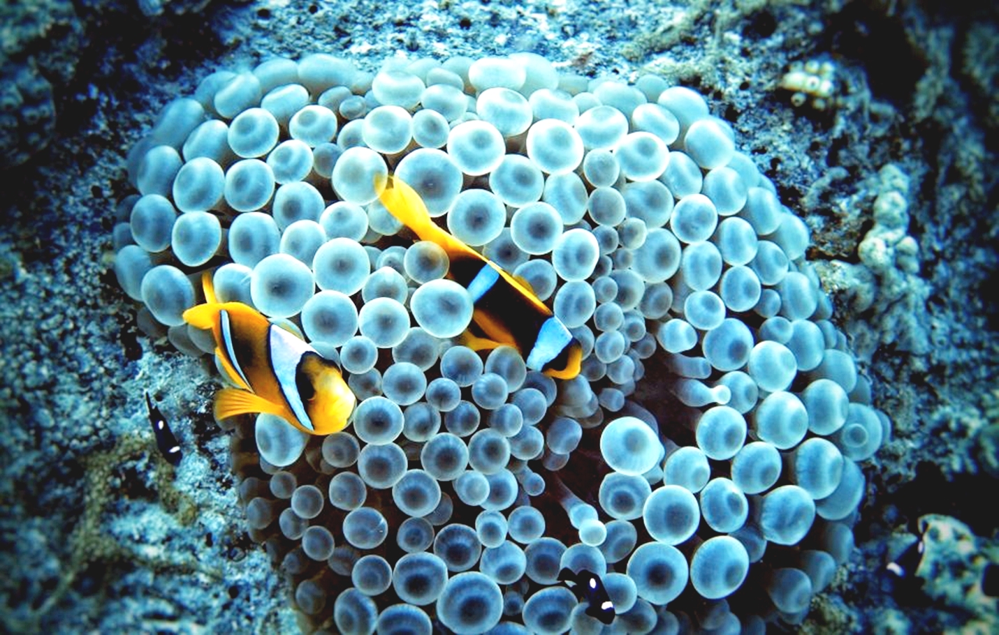 馬卡迪灣：馬加維什島和浮潛之旅（含自助午餐）