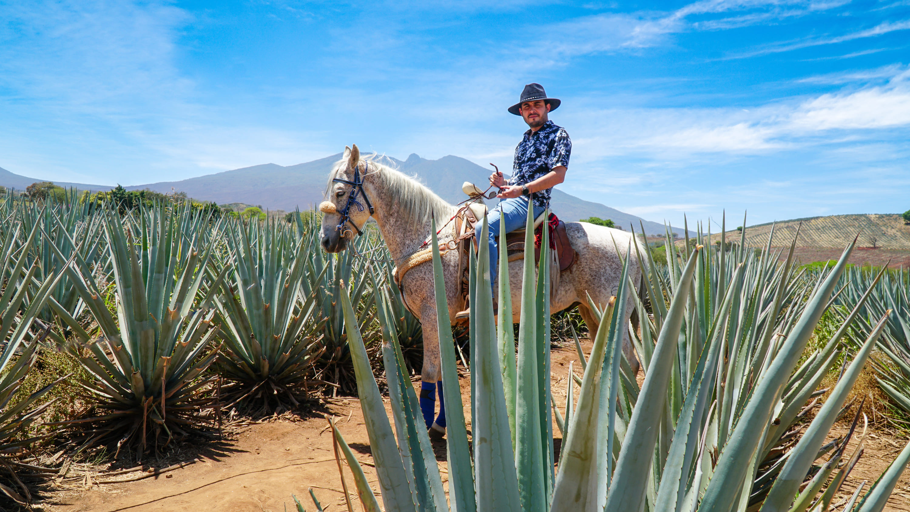 龍舌蘭酒傳統釀酒廠和 Jose Cuervo 導覽遊