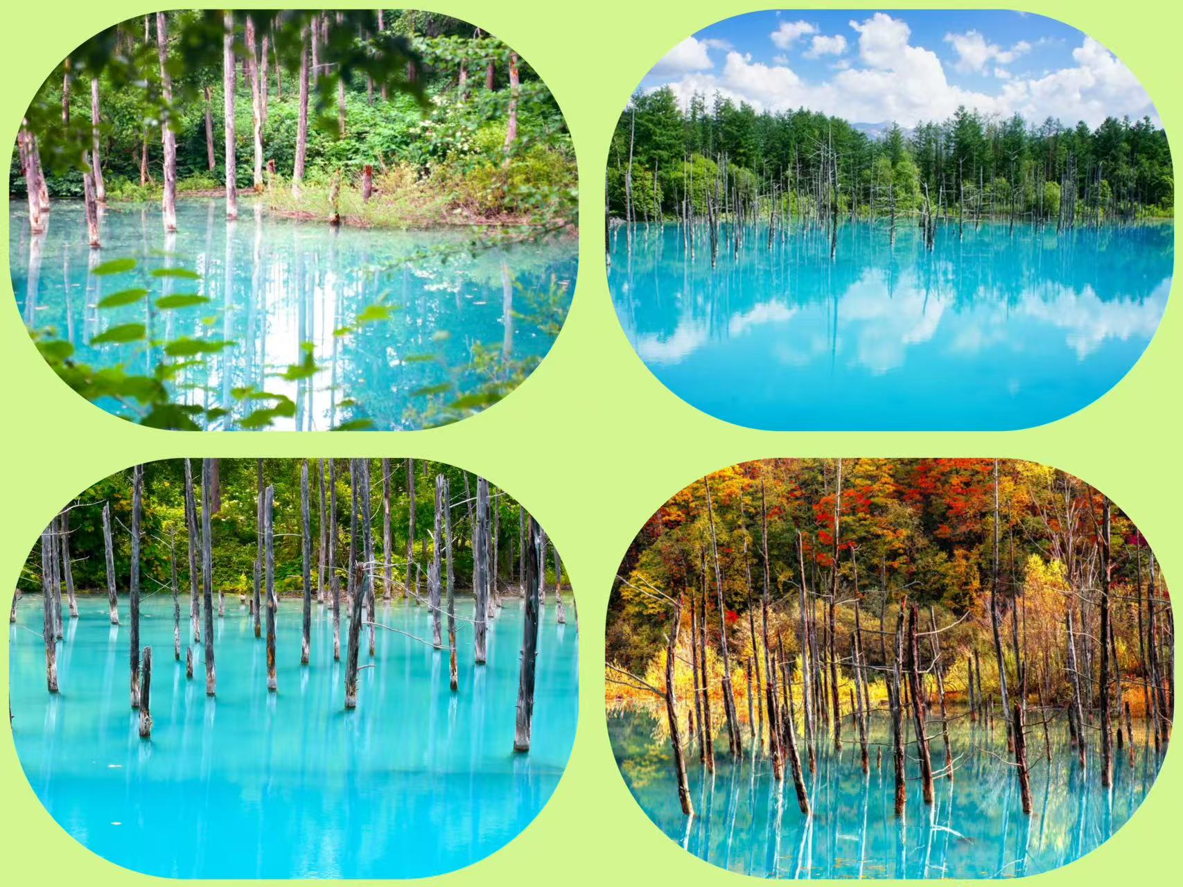 ✧⁺青池，微風拂過水麵，倒映著靜靜佇立的枯木與天空的雲影~