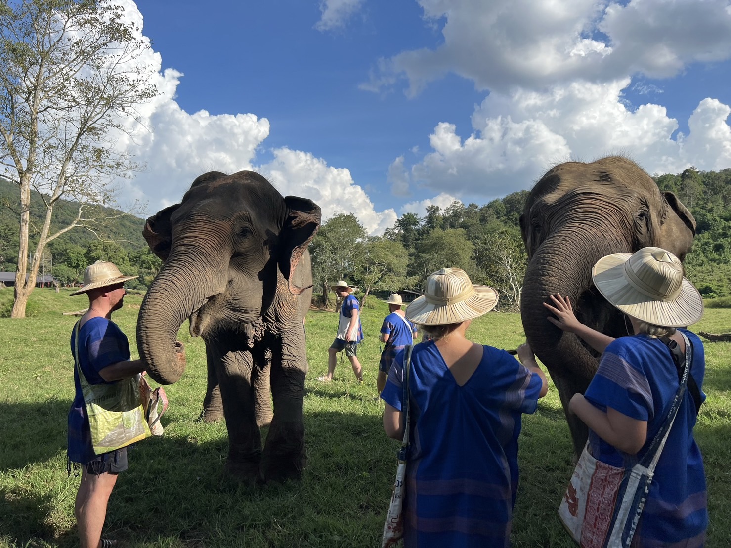 Elephant Care Program at New Elephant Home Chiangmai