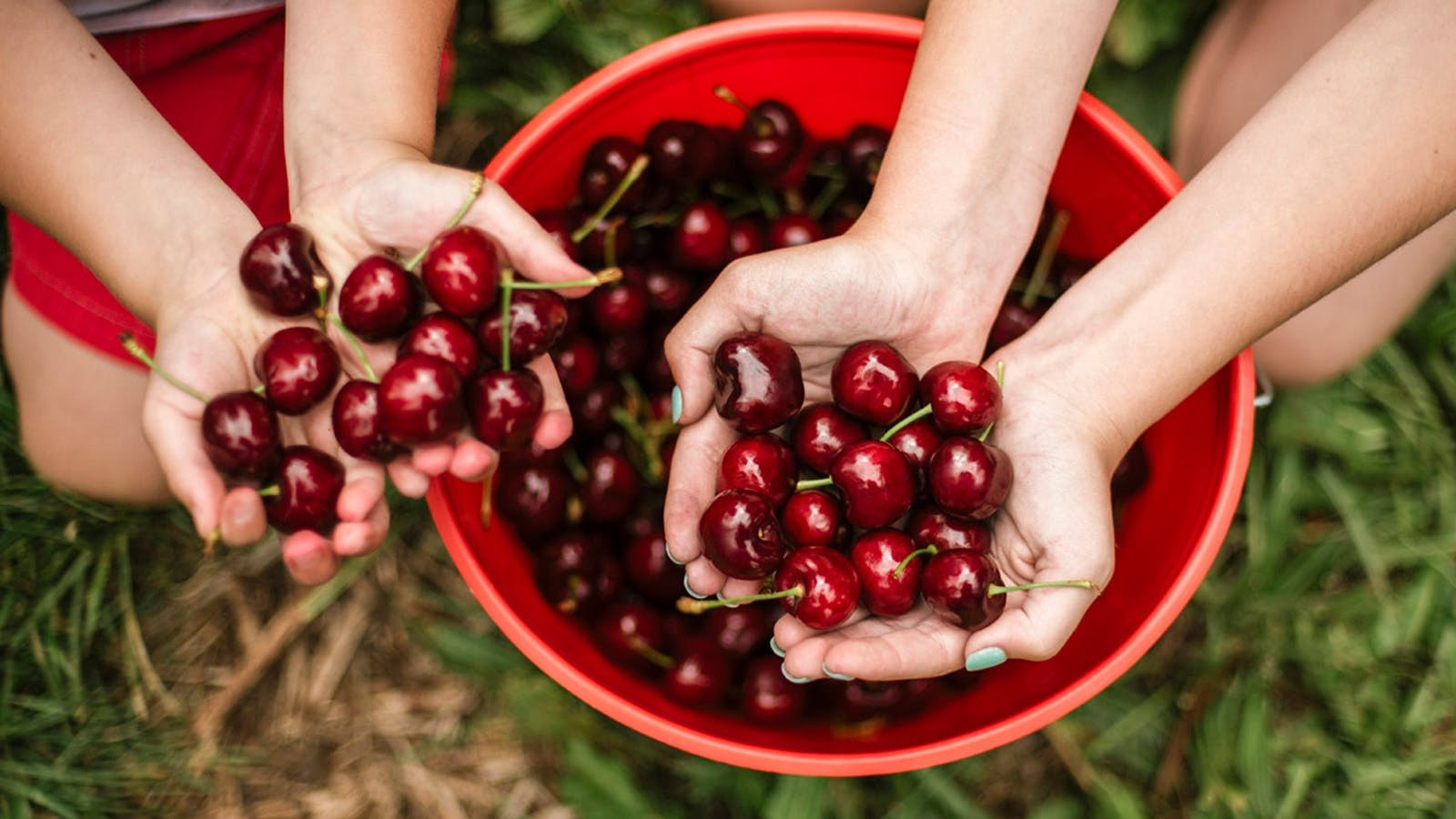 Sydney to Orange Cherry Picking Tour