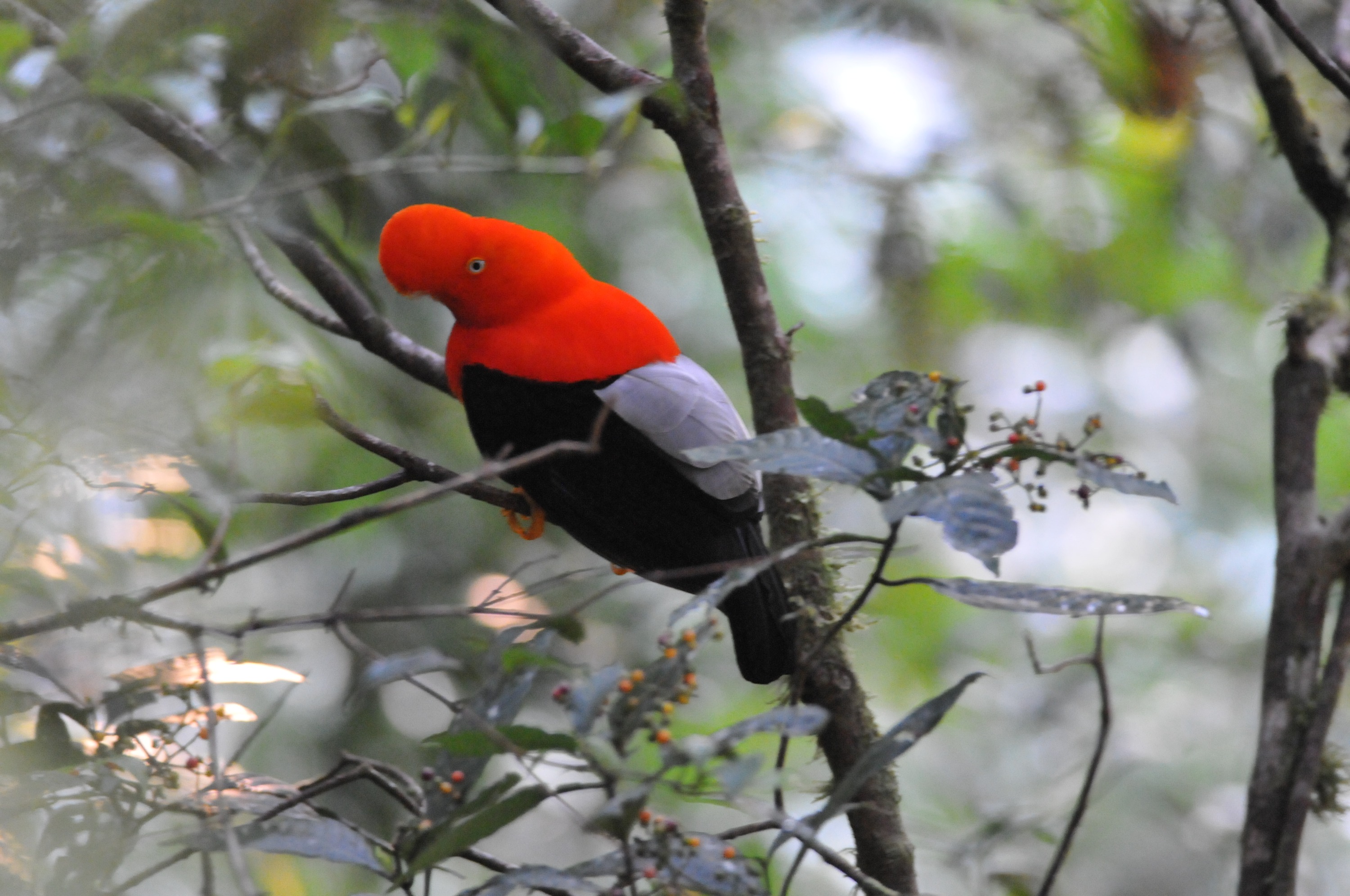 Manu Biosphere Reserve and Macaw Clay Lick 8 Days