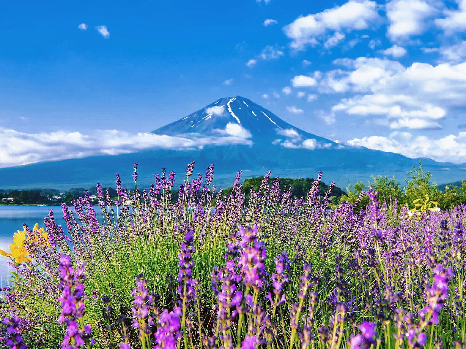 富士山五合目拍照打卡一日遊 （東京出發）