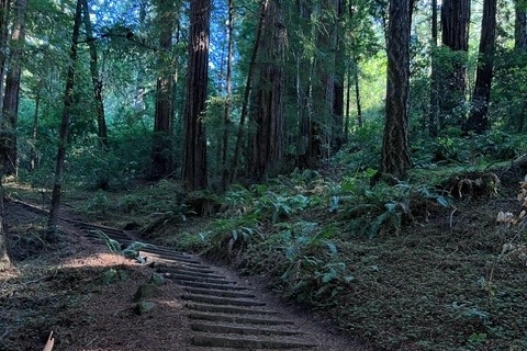 舊金山出發的穆爾森林國家紀念之旅