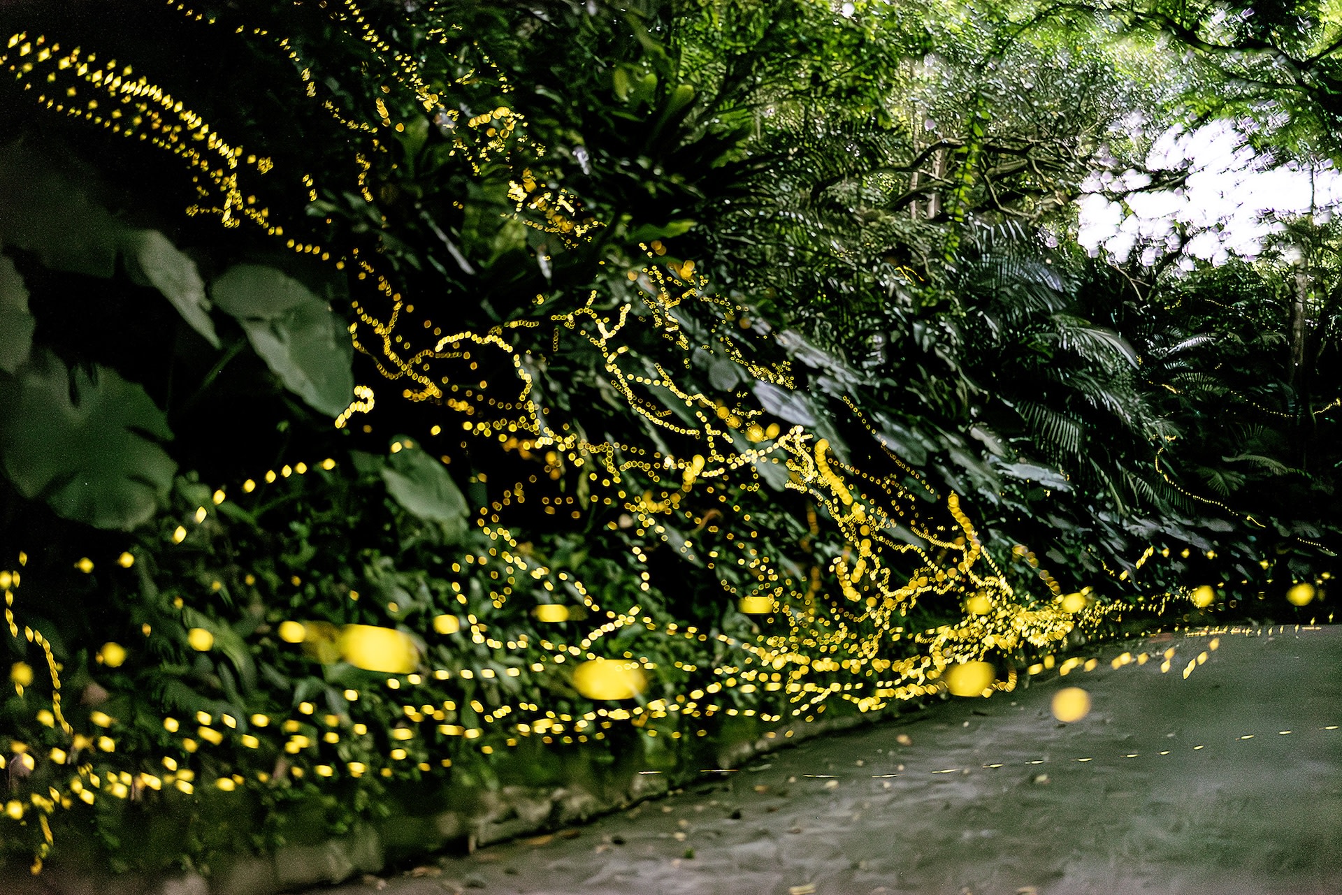 Yilan Toucheng Leisure Farm Nighttime Firefly Tour