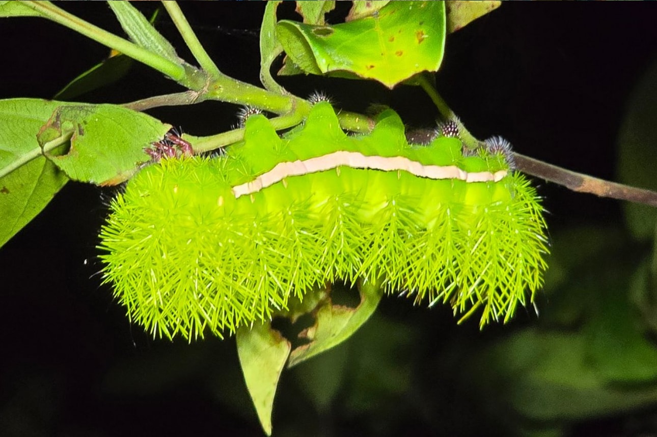 Manu National Park 4 Days