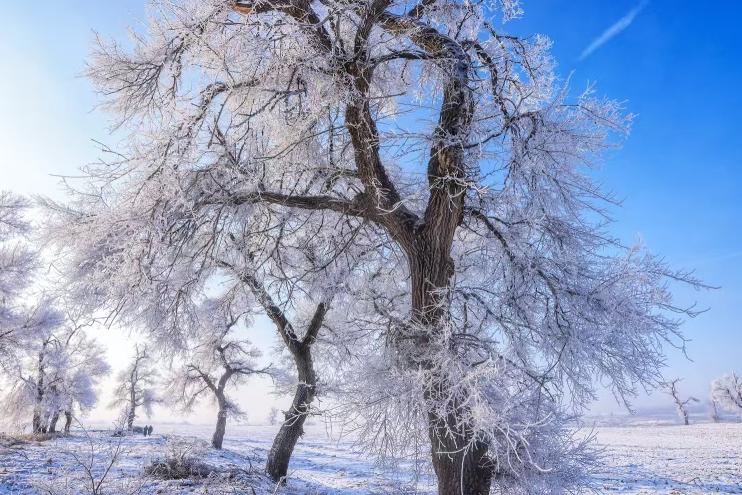 霧凇裹滿老樹枝椏,晨光透過銀白織就柔光,雪地遠景人影輕晃,清冷冬色裡藏著溫柔菸火氣 霧凇裹滿老樹枝椏,晨光透過銀白織就柔光,雪地遠景人影輕晃,清冷冬色裡藏著溫柔菸火氣