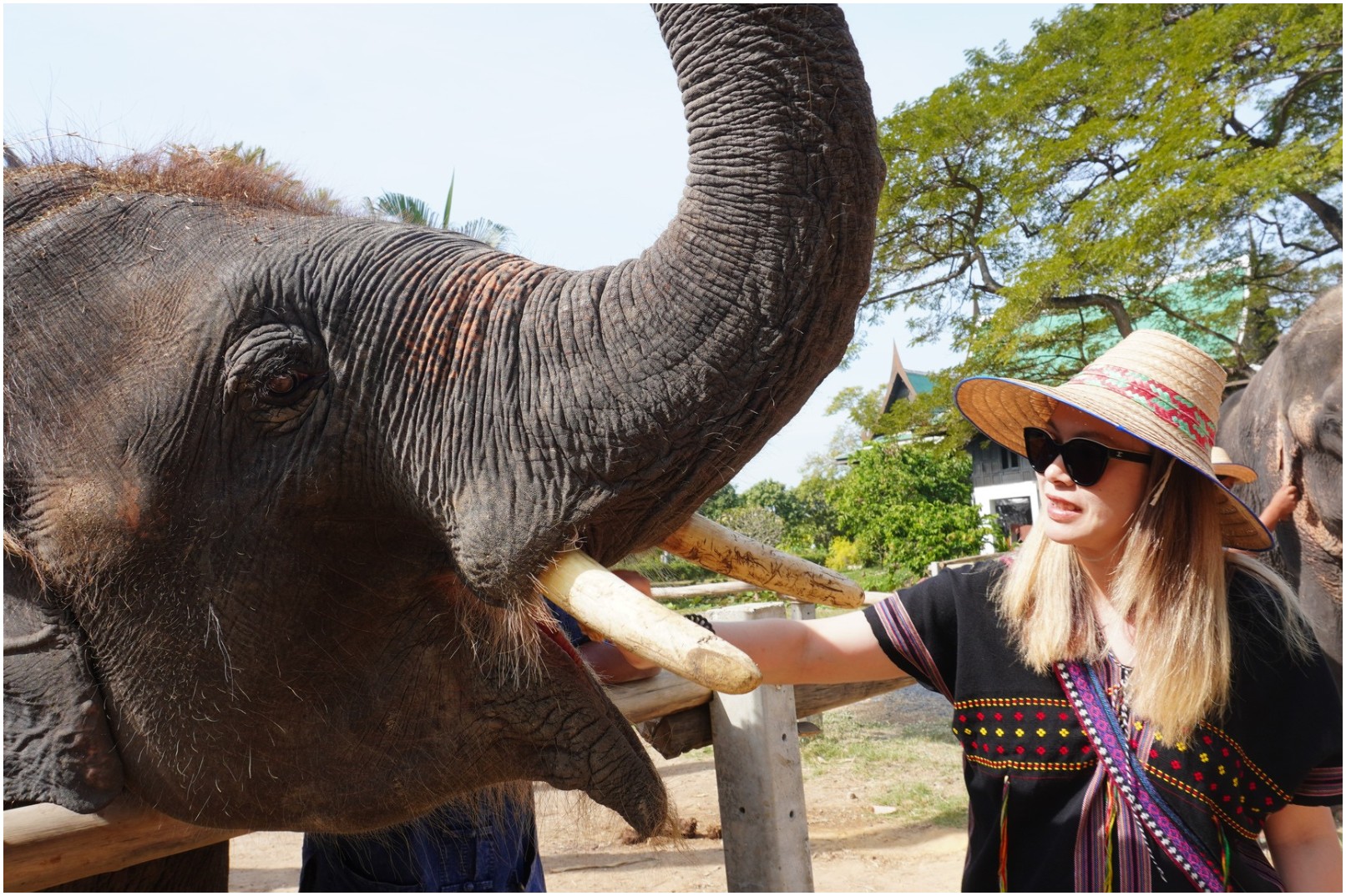 Feeding the elephants (depending on your booking).