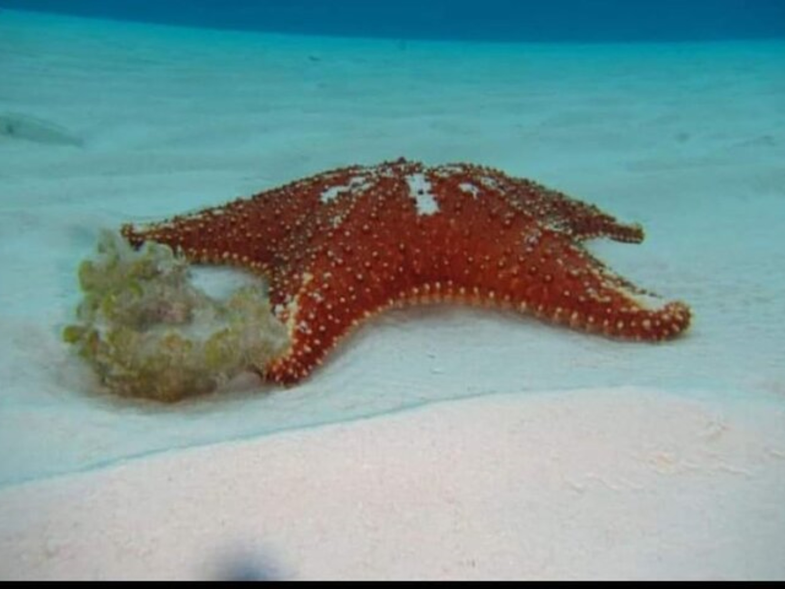 Witness countless starfish resting on the white sandy bottom at enchanting Cielito