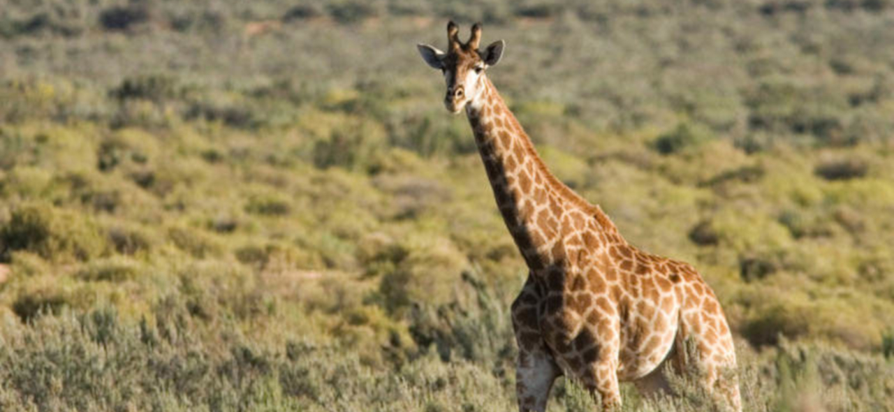 開普敦全日遊獵 (Cape Town Full Day Safari)
