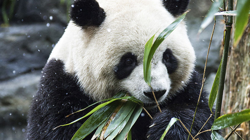 Chengdu Dujiangyan Panda Valley One-Day Tour Private Group