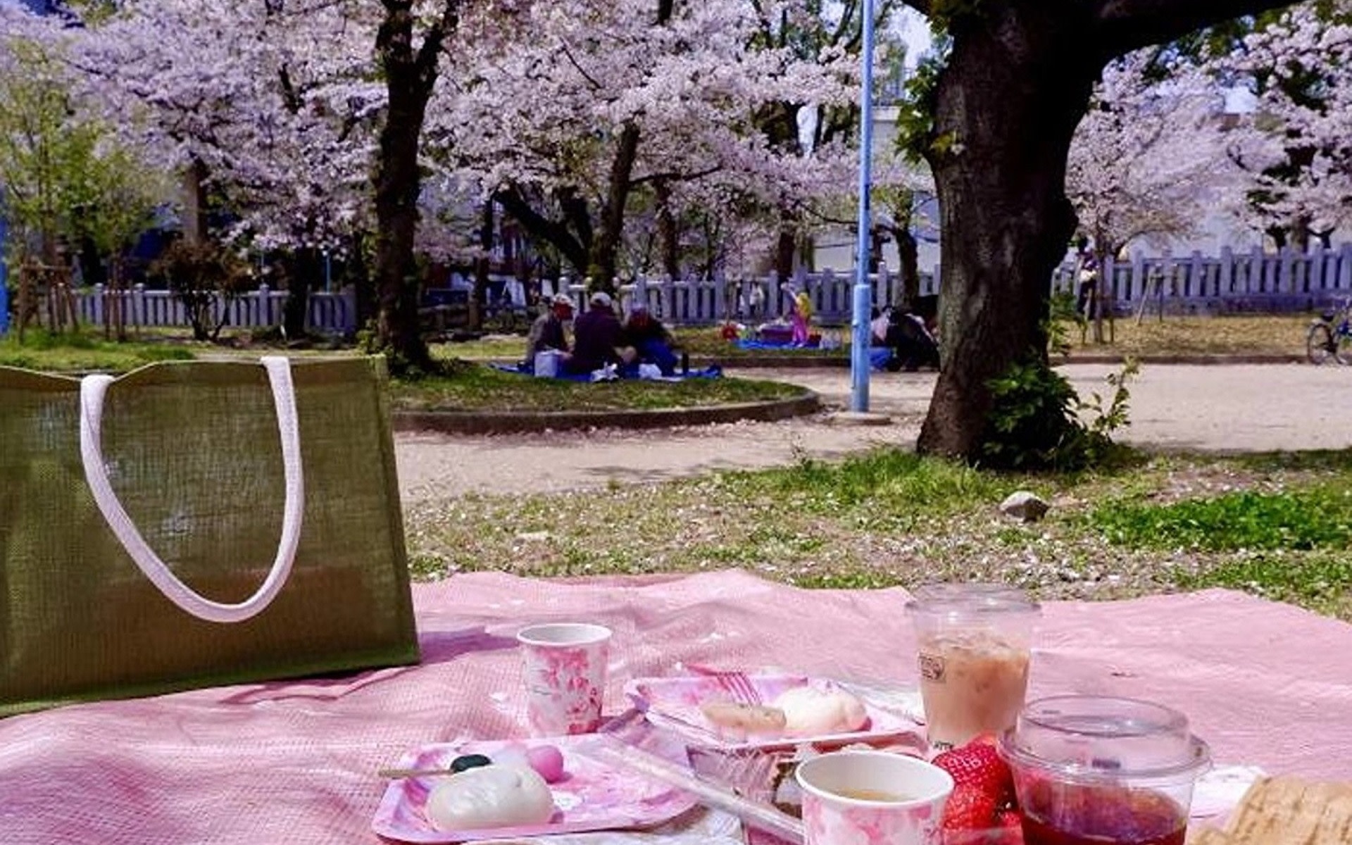 Osaka Cherry Blossom Food Tour