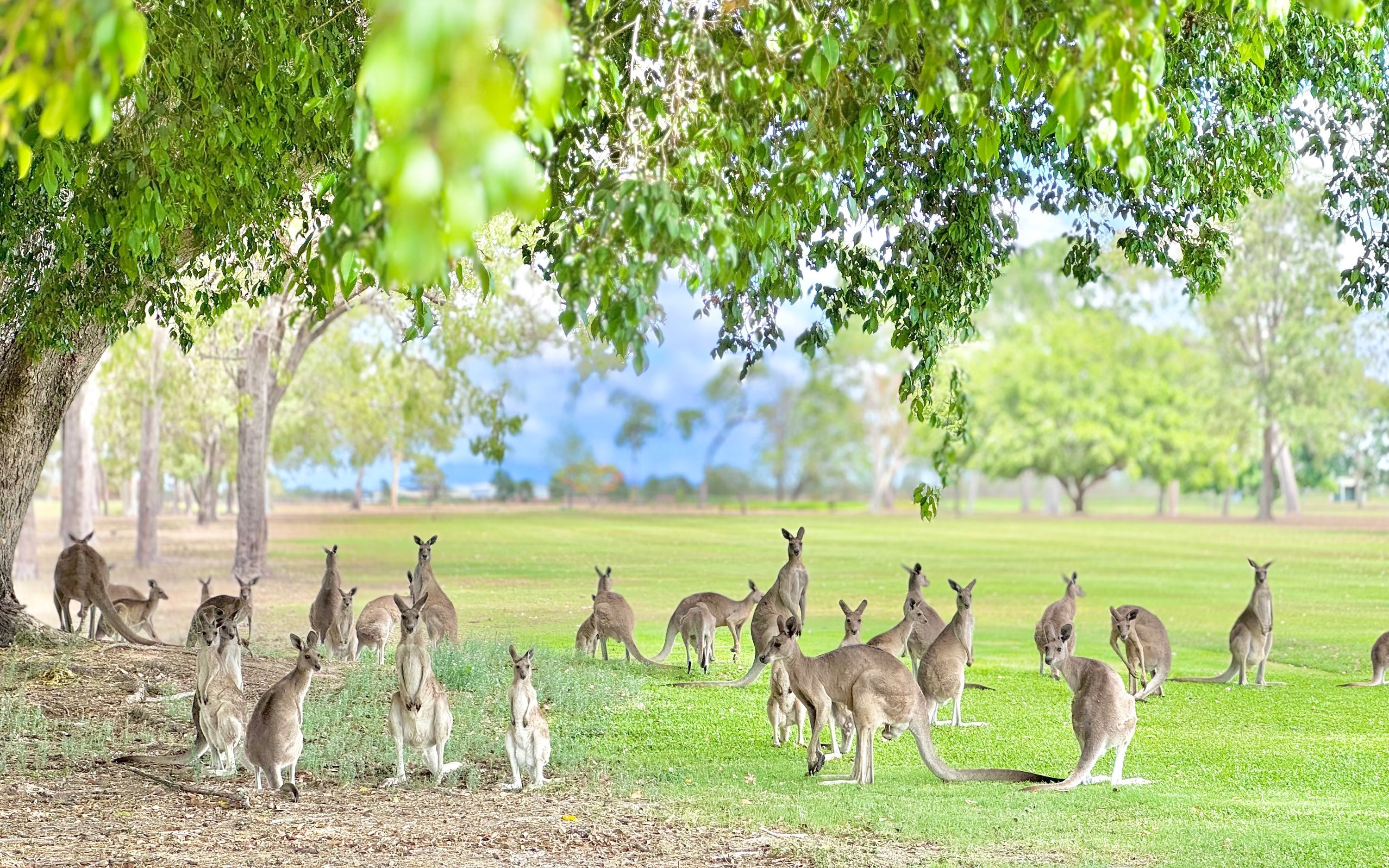 Atherton Tablelands Wildlife Spotting & Kangaroo Karting Full Day Tour