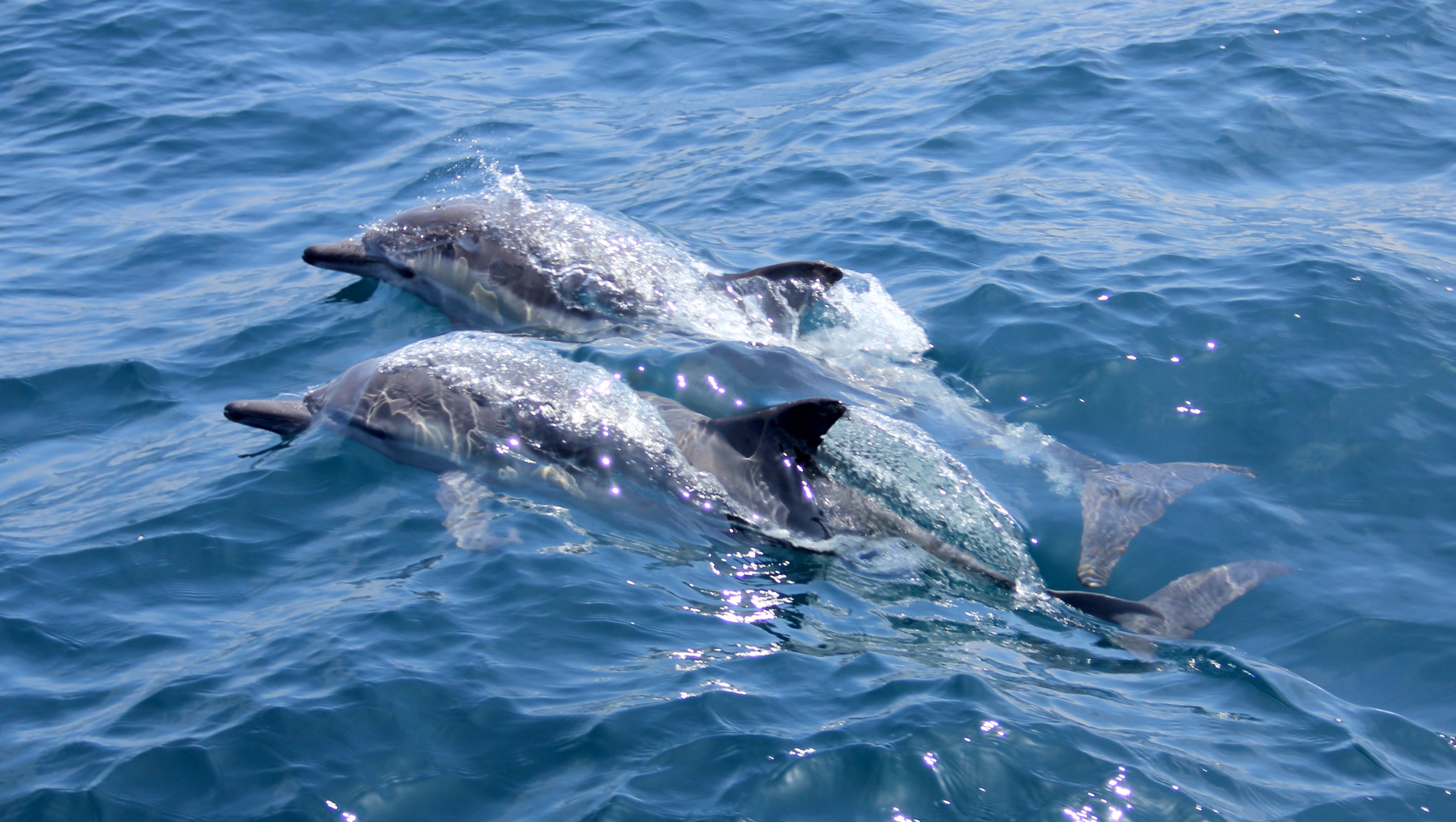 Sataya Dolphin House Boat tour with lunch 