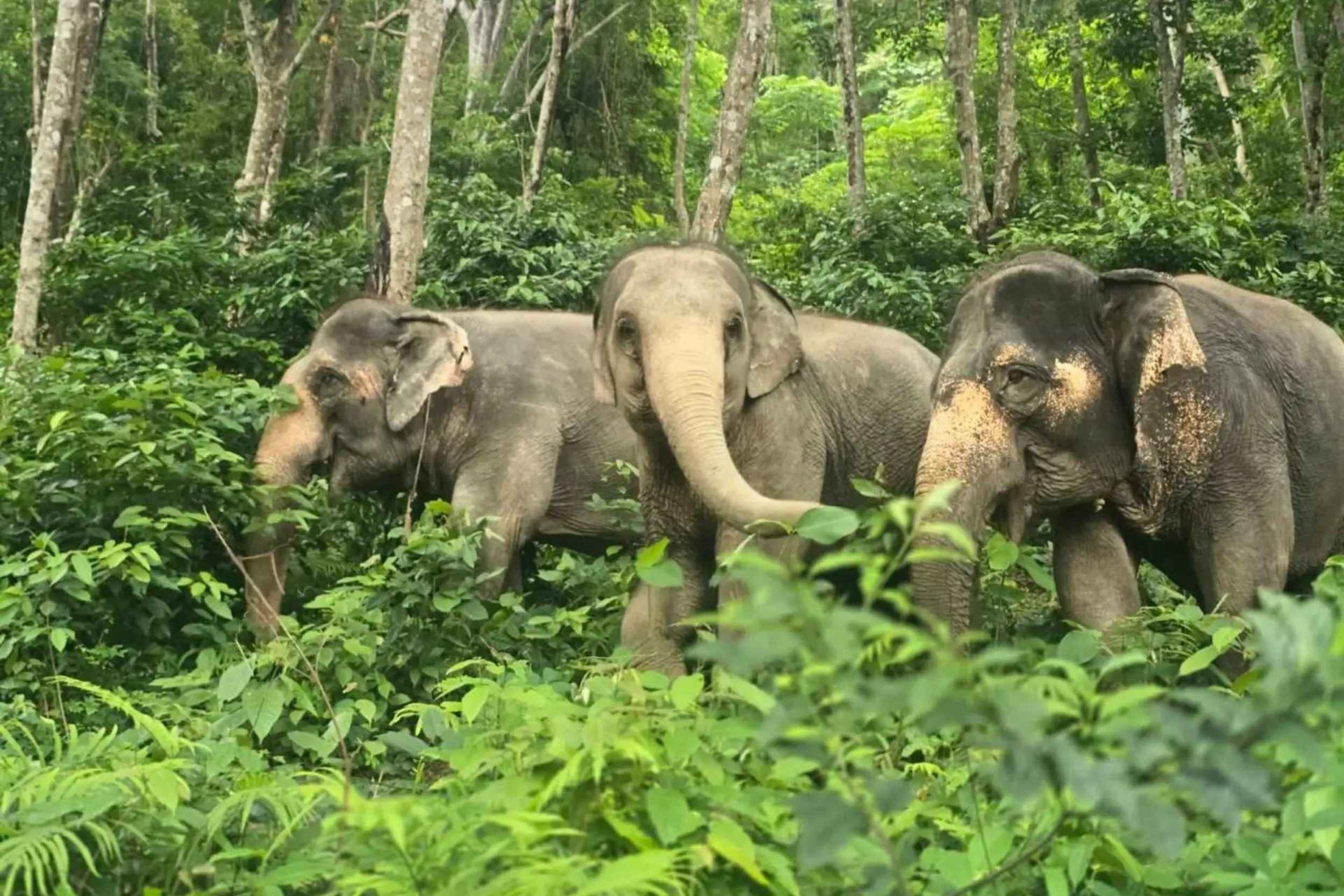 Phuket Elephant Conservation Experience