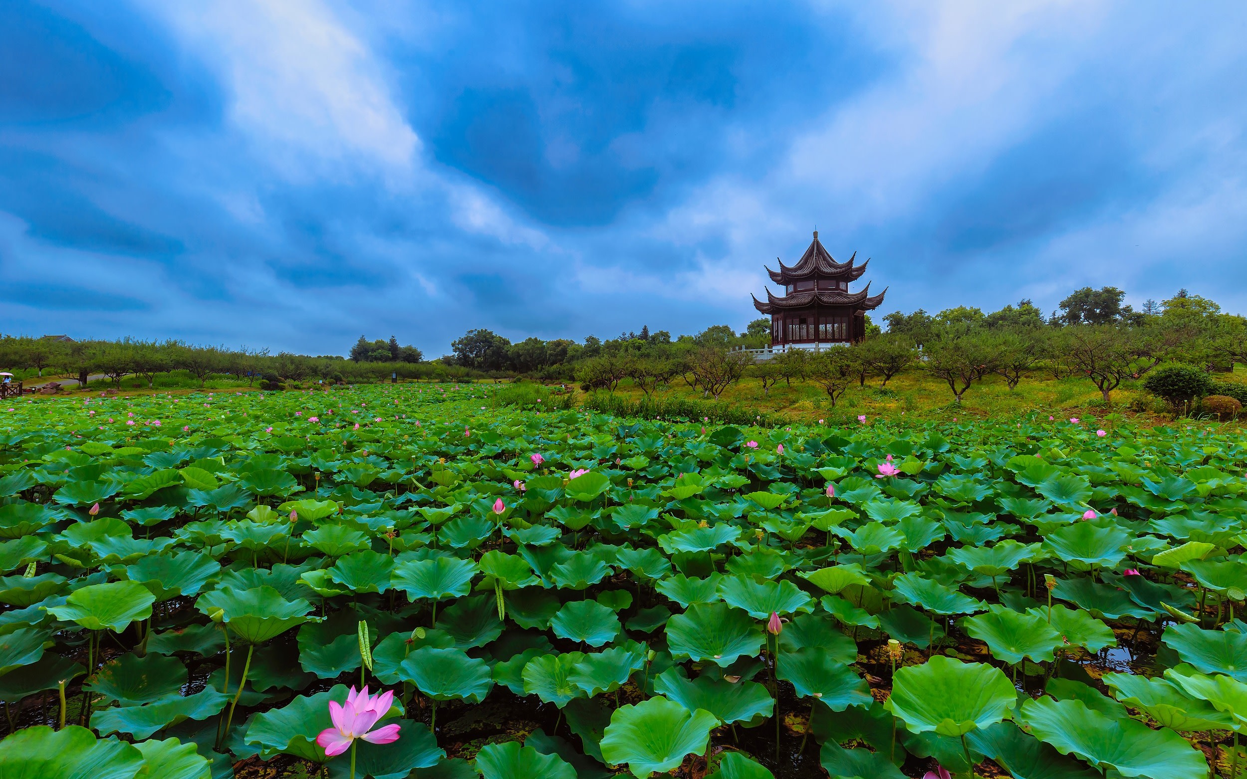 Shanghai Haiwan National Forest Park