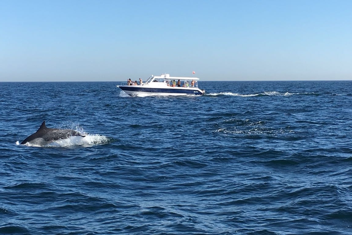 馬斯喀特海豚觀賞 & 浮潛體驗