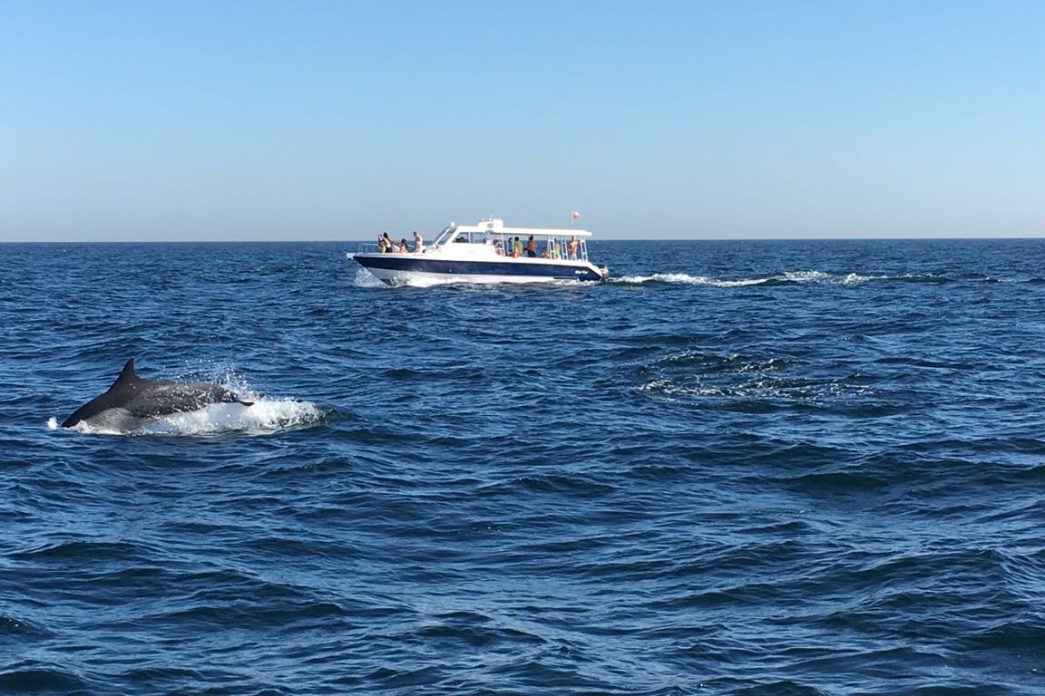 Dolphin Watching and Snorkeling Experience from Muscat