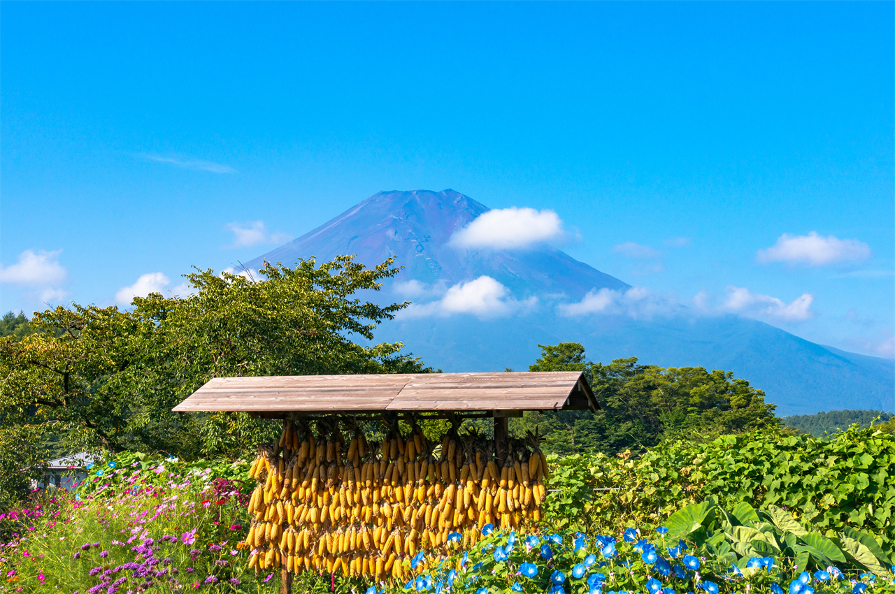 富士山一日遊 網紅打卡景點 | 新倉山淺間公園、西湖療愈之里根場、忍野八海、河口湖大石公園 | 隨機贈送好運信物 （東京出發）