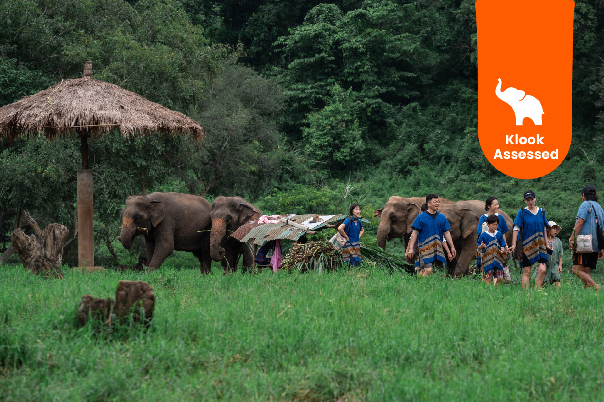 Новый дом слонов Элефантовый заповедник в Чиангмае