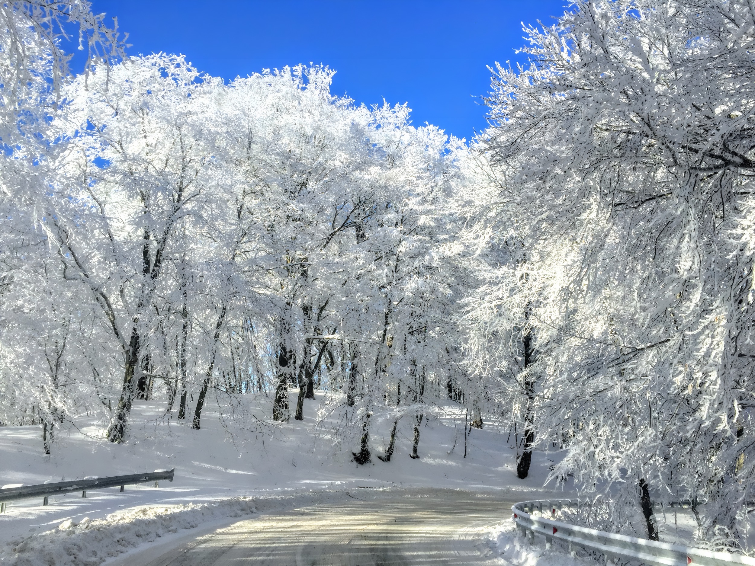 Sabaduri forest family day tour