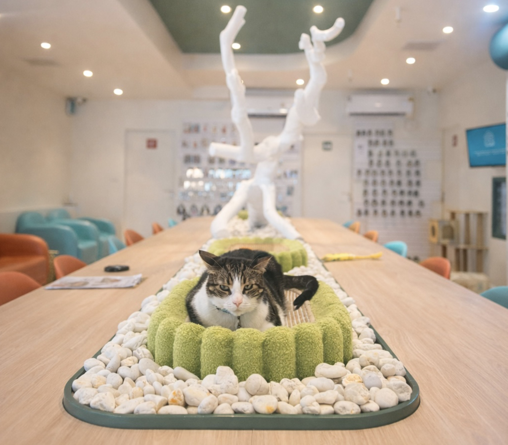 Asok Pethouse Cat Cafe，曼谷