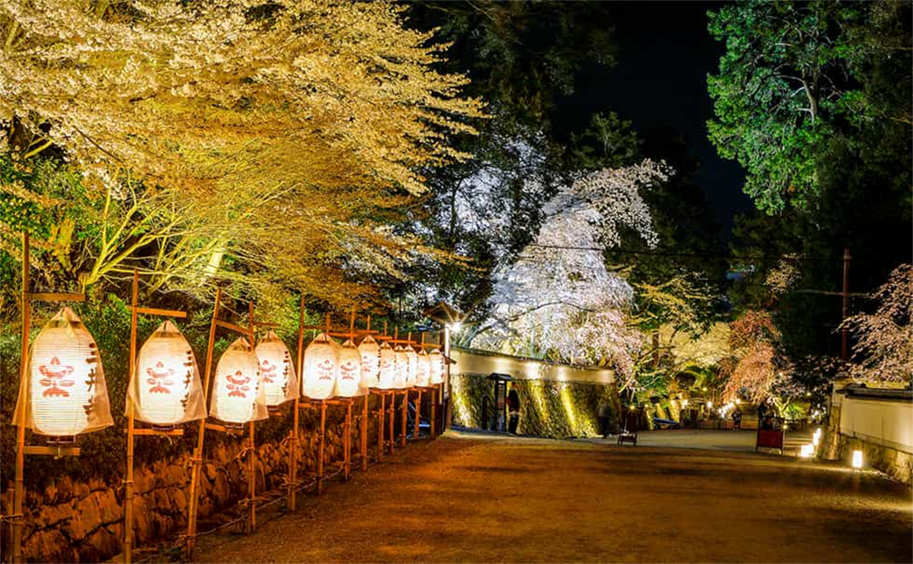 櫻花季限定-關西美秀美術館/近江八幡&三井寺&琵琶湖第一疏水賞夜櫻一日遊｜大阪/京都出發