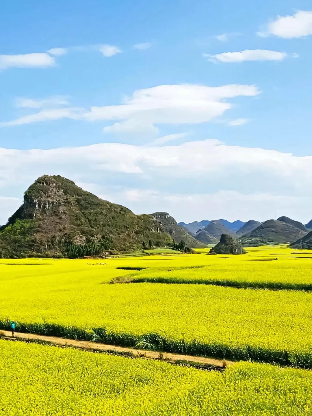 每年二、三月，百萬畝油菜花在滇東的丘陵上轟然盛開，將喀斯特地貌的萬千峰林，化作浮沉於金色汪洋中的島嶼。