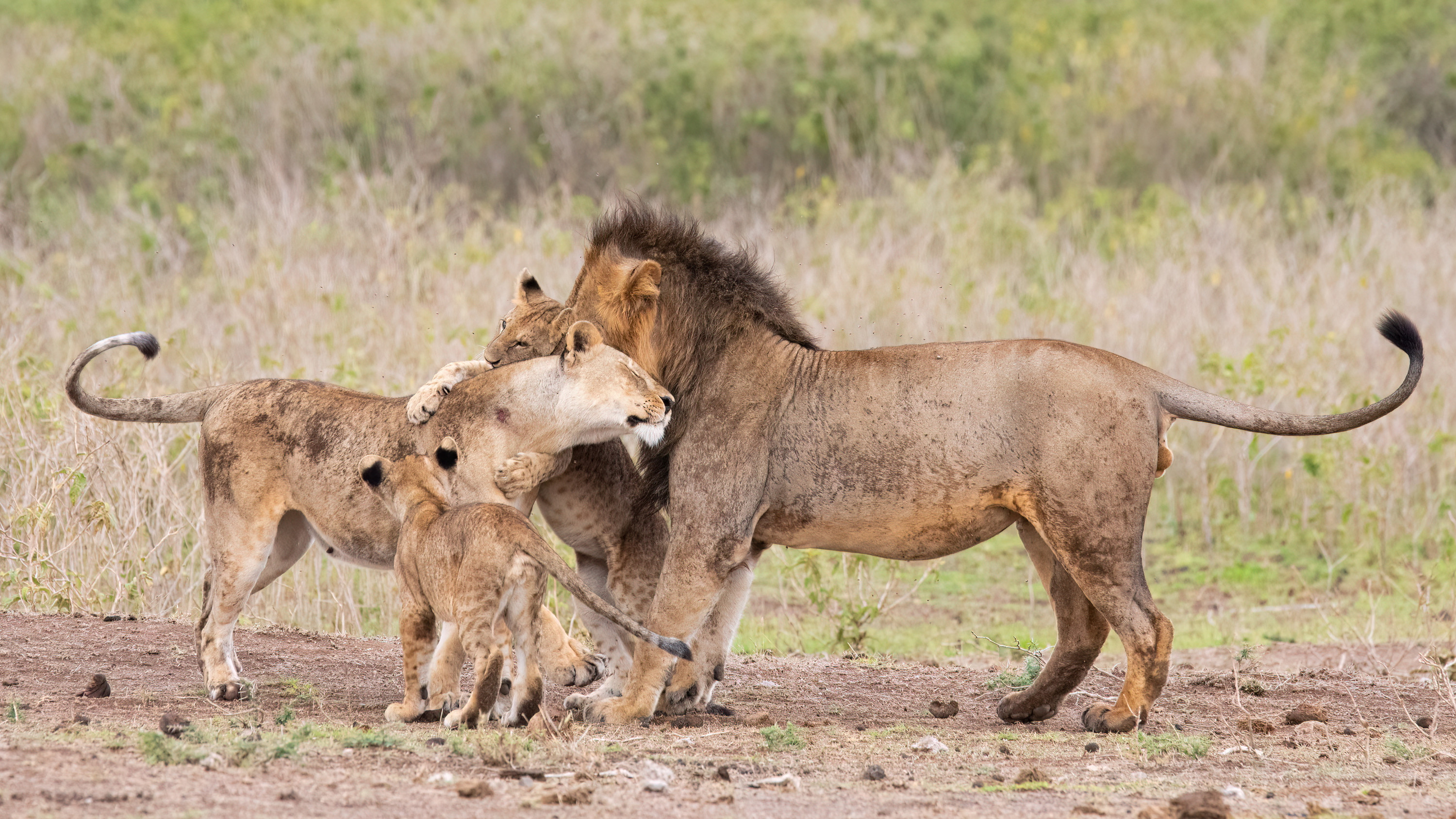 Сафари в озере Накуру и прогулка на лодке по озеру Найваша из Найроби