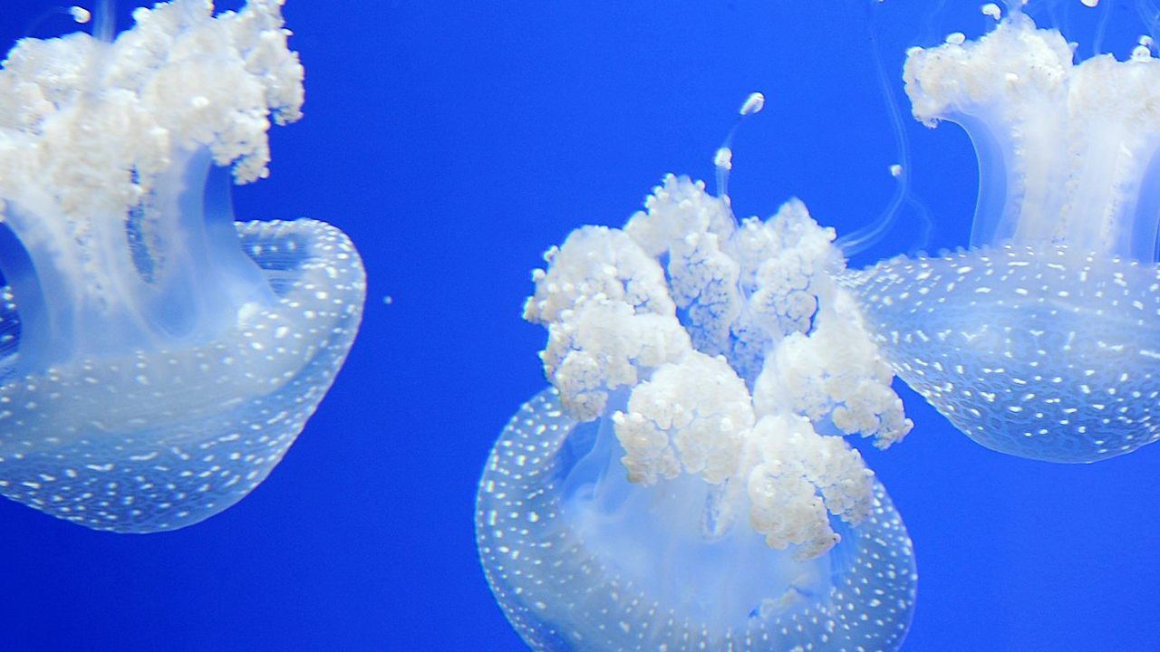 熱那亞水族館門票與街頭美食體驗