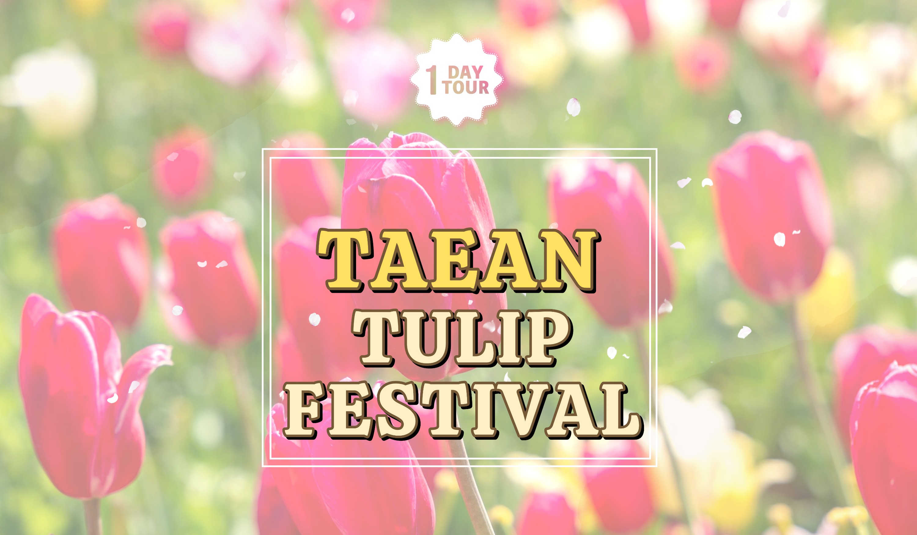 2024 [Spring] Taean Tulip Festival and Flower Park Day Tour