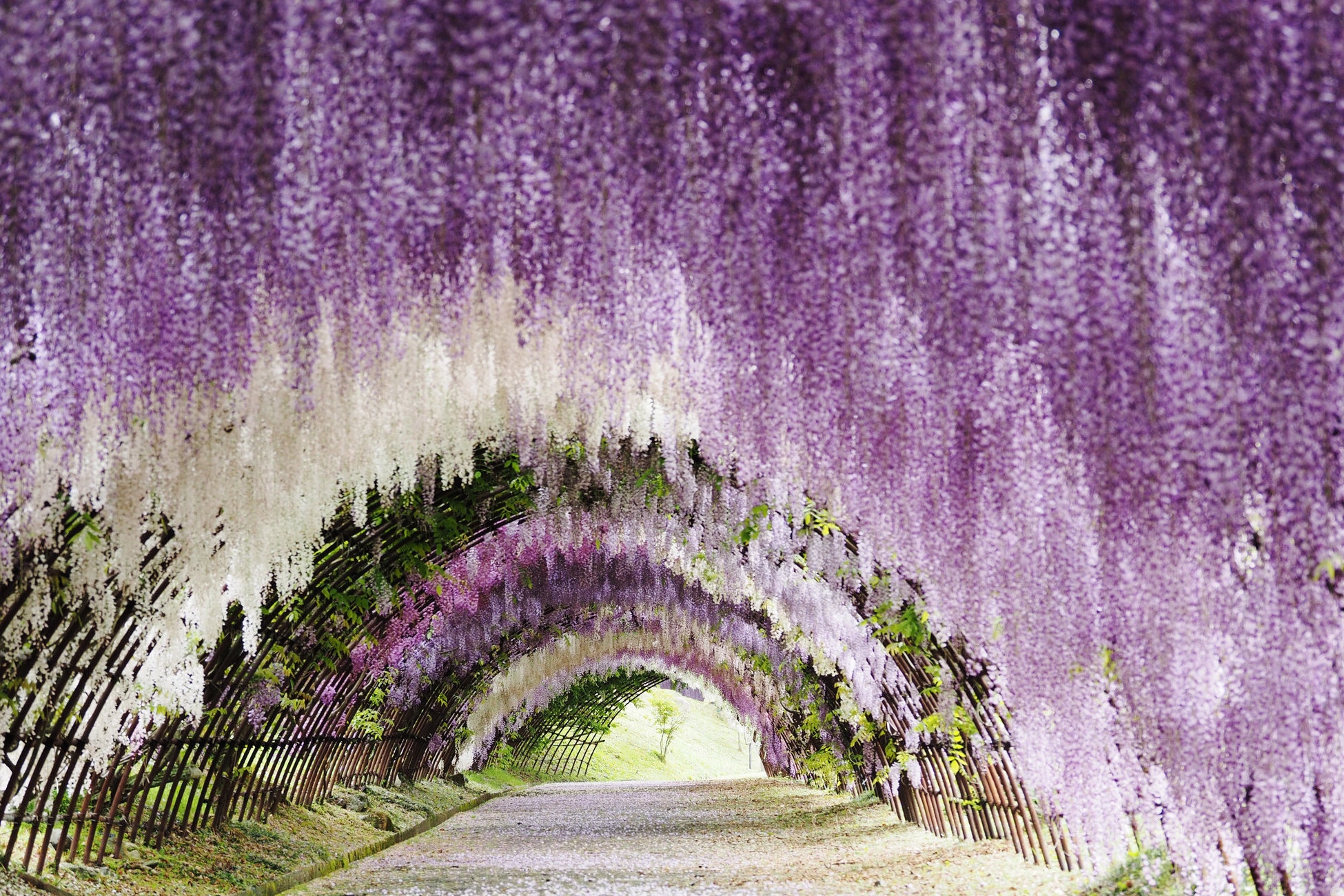 賞花限定｜北九州｜門司港·唐戶市場·小倉城·河內藤園賞紫藤花一日遊｜福岡出發
