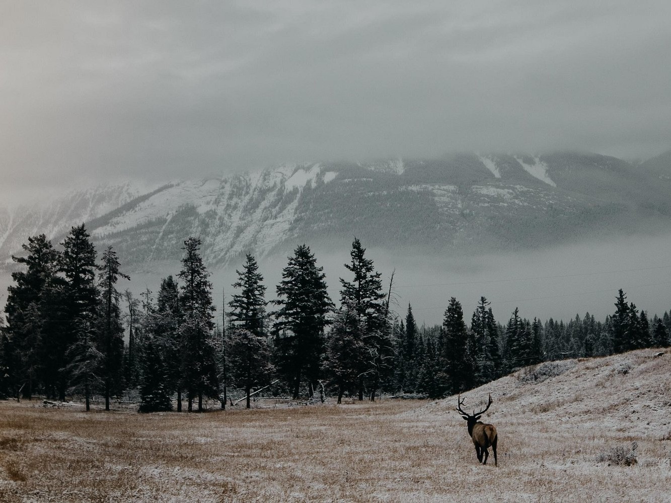 Spot wild Rocky Mountain elk roaming freely amid Banff’s snow-covered forests and scenic backdrops