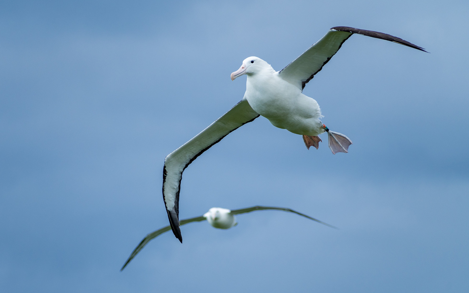 Royal Albatross Wildlife Experience with Optional Fort Taiaroa