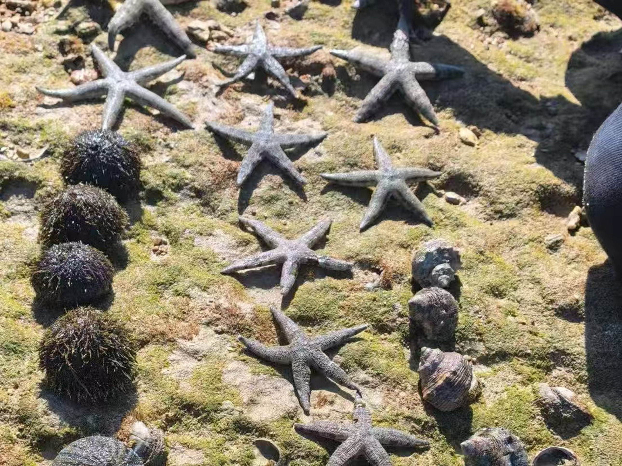 礁石灘上，多隻海星與海膽、海螺扎堆，灰褐的外殼裹著青苔，是退潮後灘塗生物聚集的自然畫面