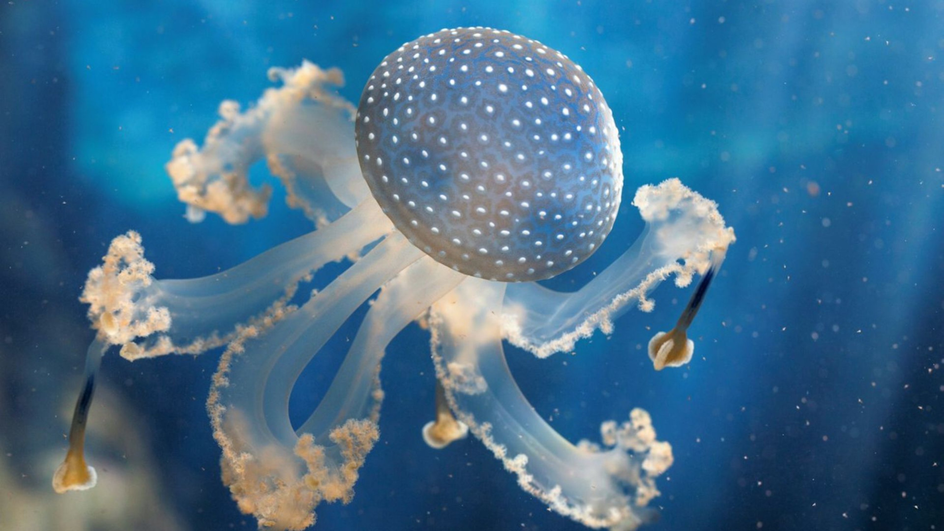 Oceanopolis ticket in Brest