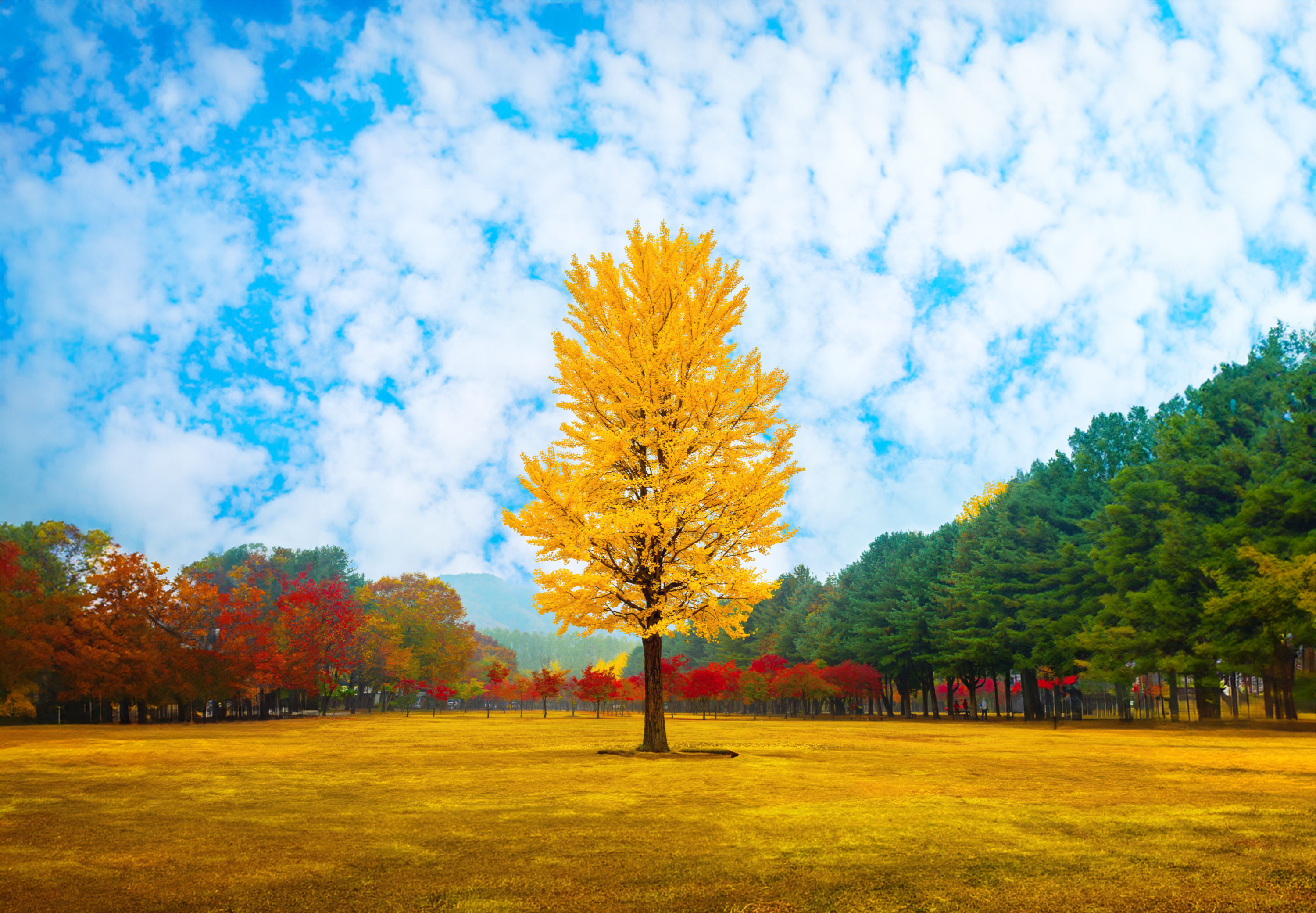 Nami Island+Alpaca+RailBike+Petite+LEGOLAND+Morning Calm PrivateTour