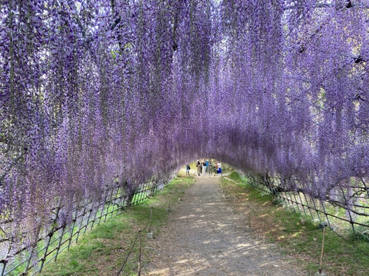 博多出發一日遊：河內藤園 & 小倉城