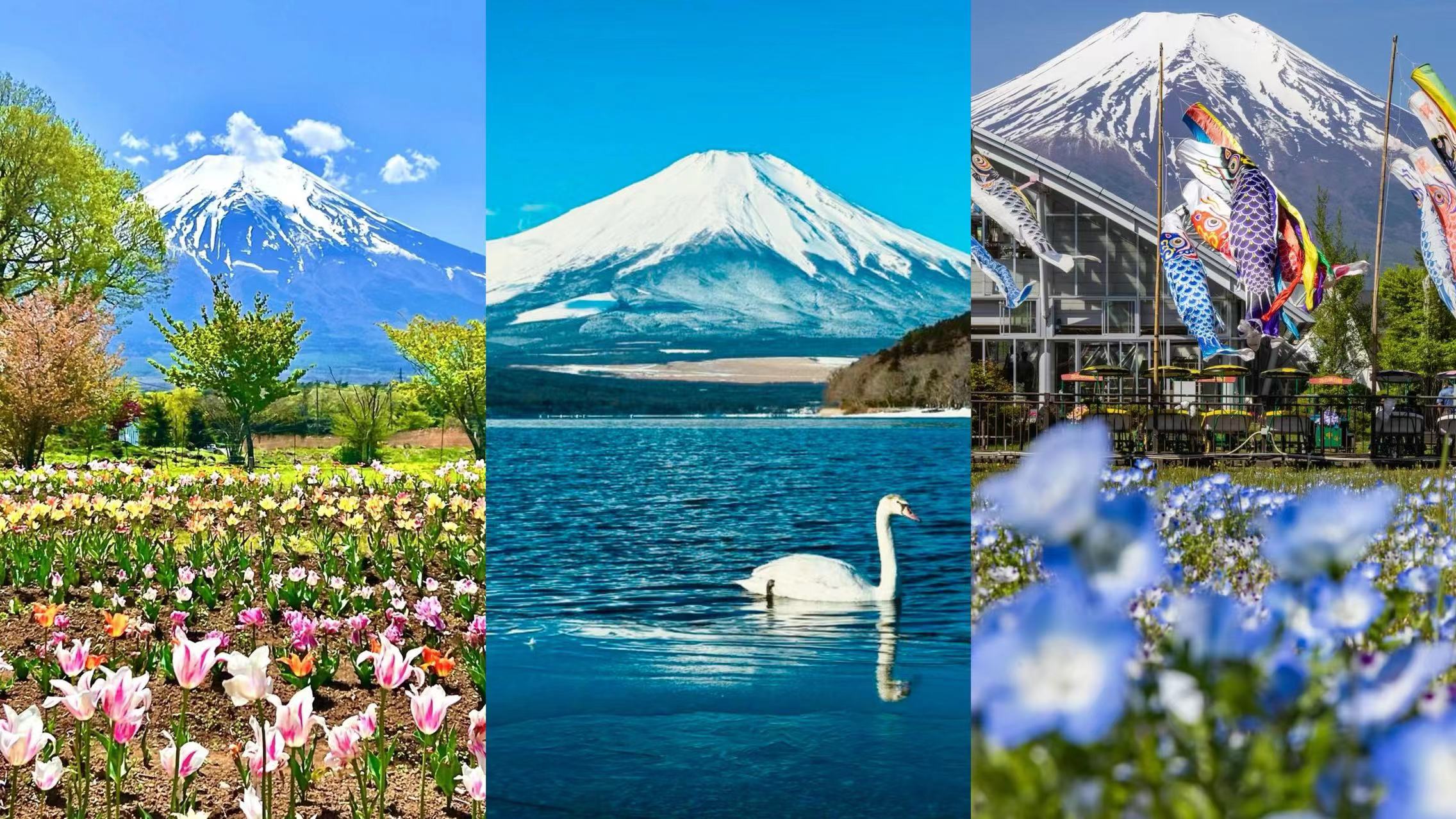 富士山賞花限定御殿場奧萊或溫泉一日遊