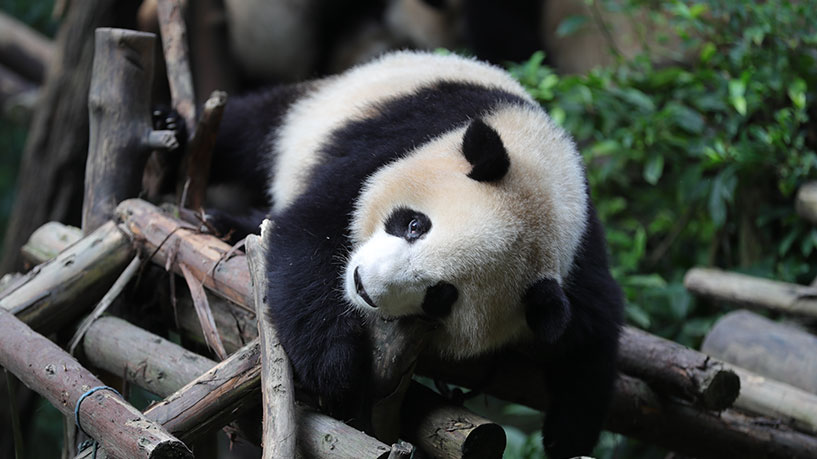 Chengdu Panda Base + Kuanzhai Alley/People’s Park/Jinli Ancient Street + Chunxi Road IFS & Taikoo Li one-day tour (local Chinese and English bilingual tour guide + City Walk + small group of 2-10 people)