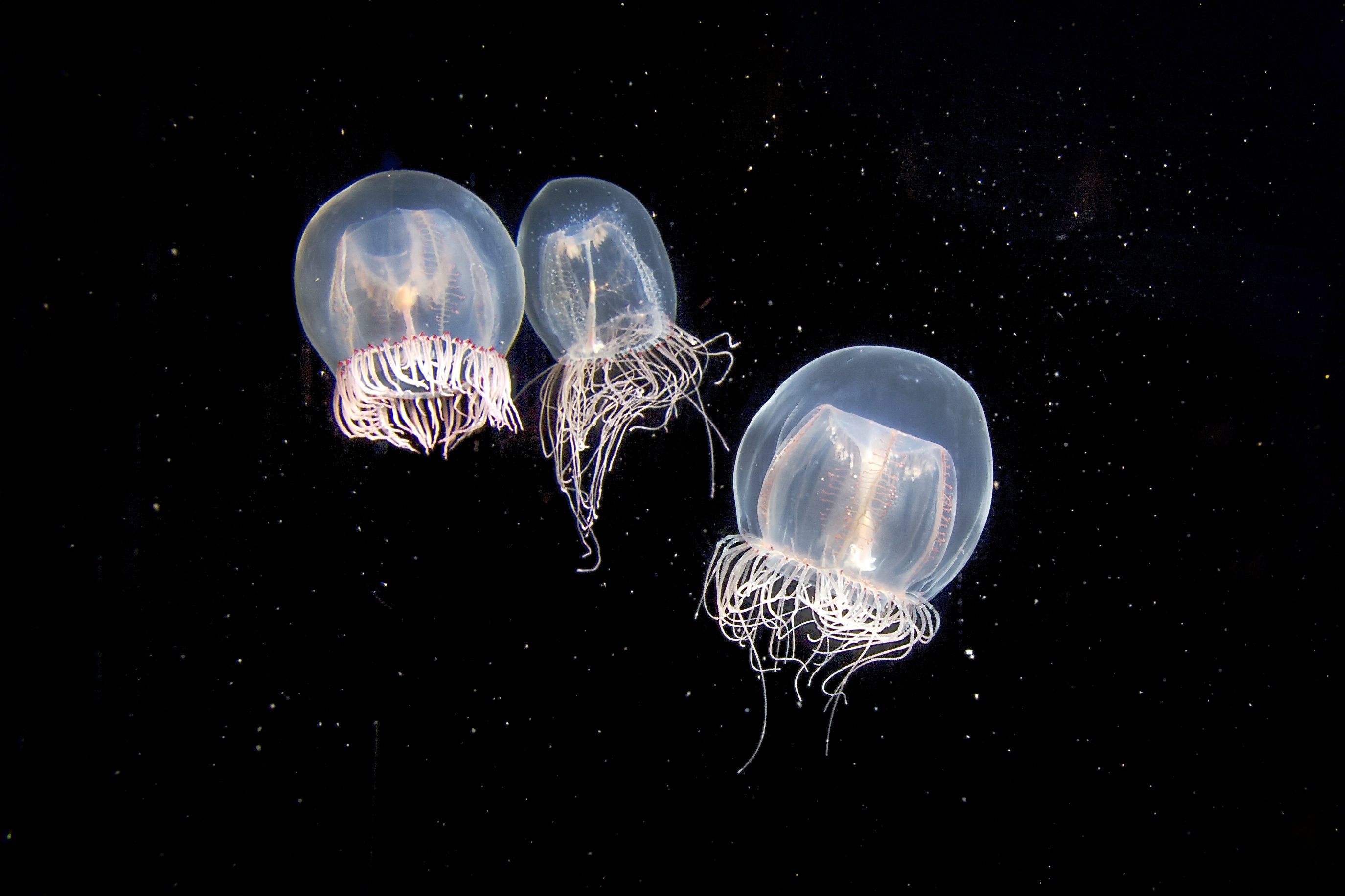 加州太平洋水族館門票