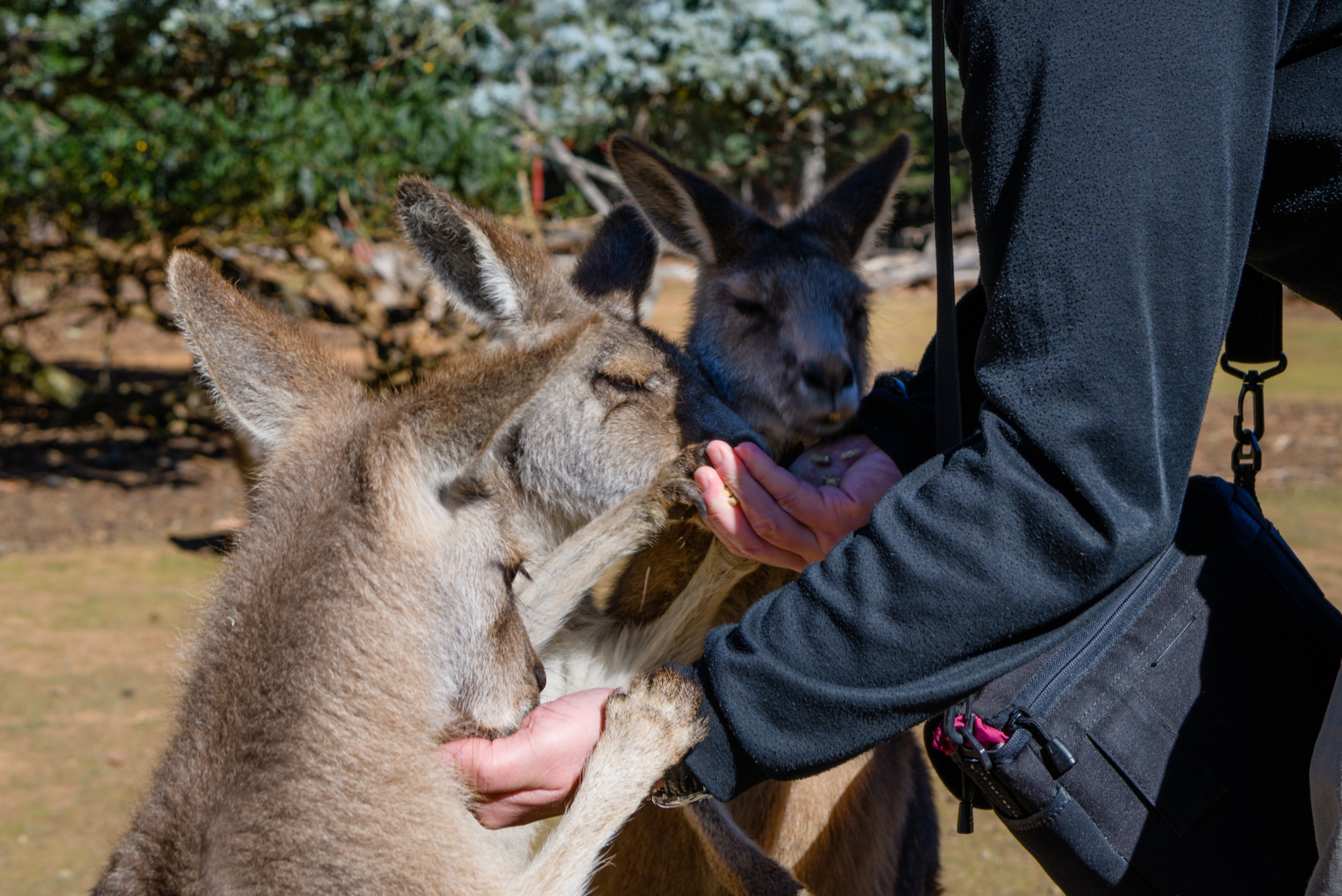 塔斯馬尼亞惡魔動物園門票