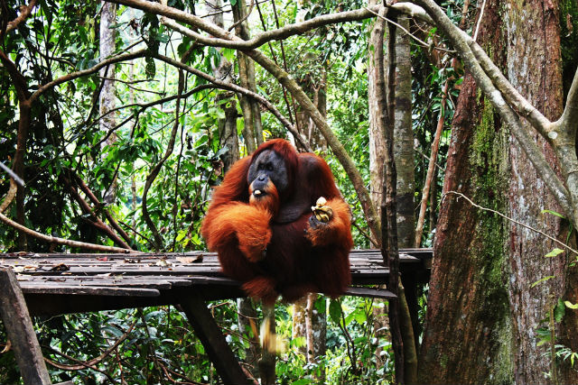 Discover Bukit Lawang Leuser National Park from Medan