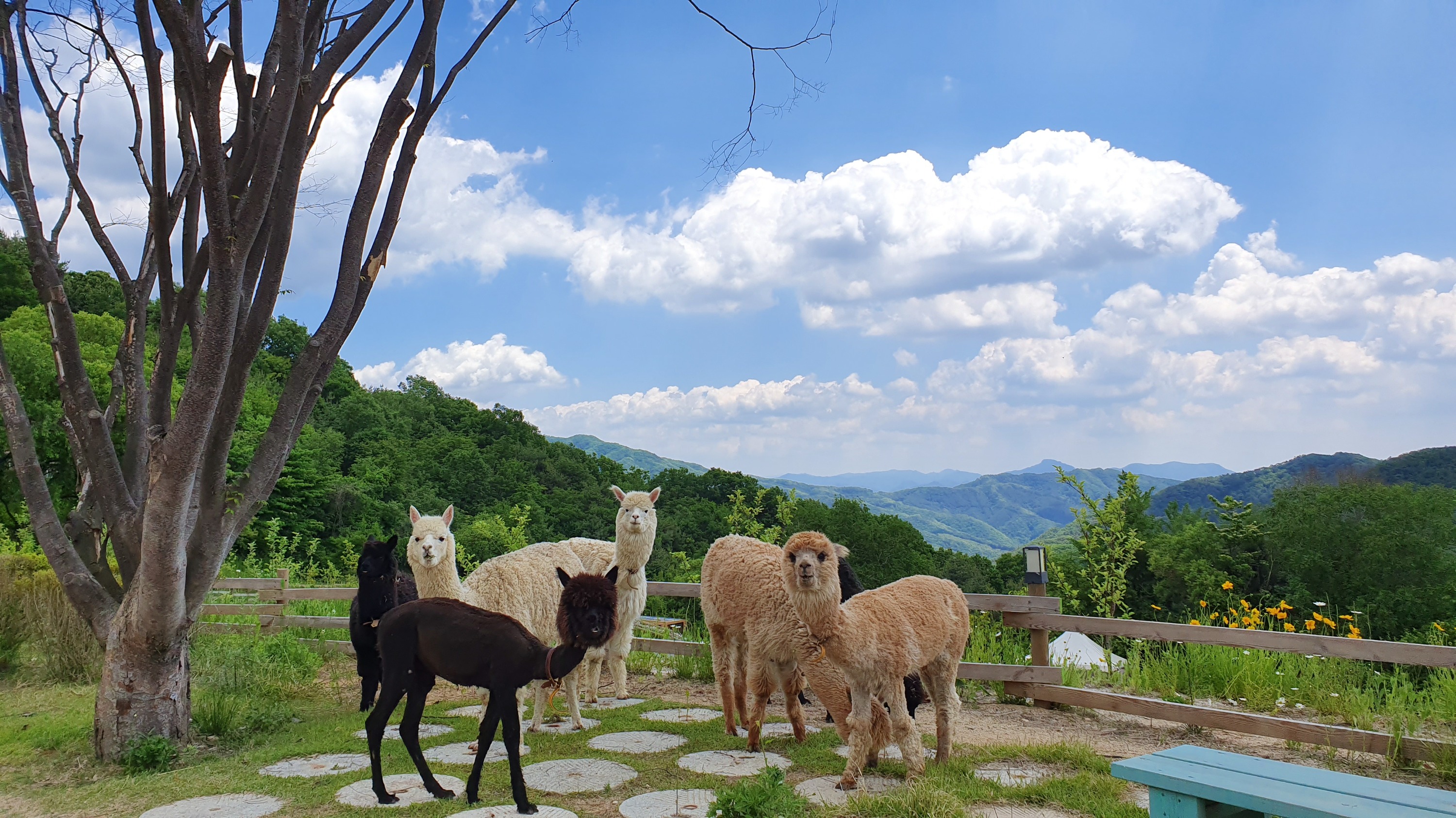 雪嶽山／纜車／草泥馬樂園／鐵道自行車／晨靜樹木園之旅