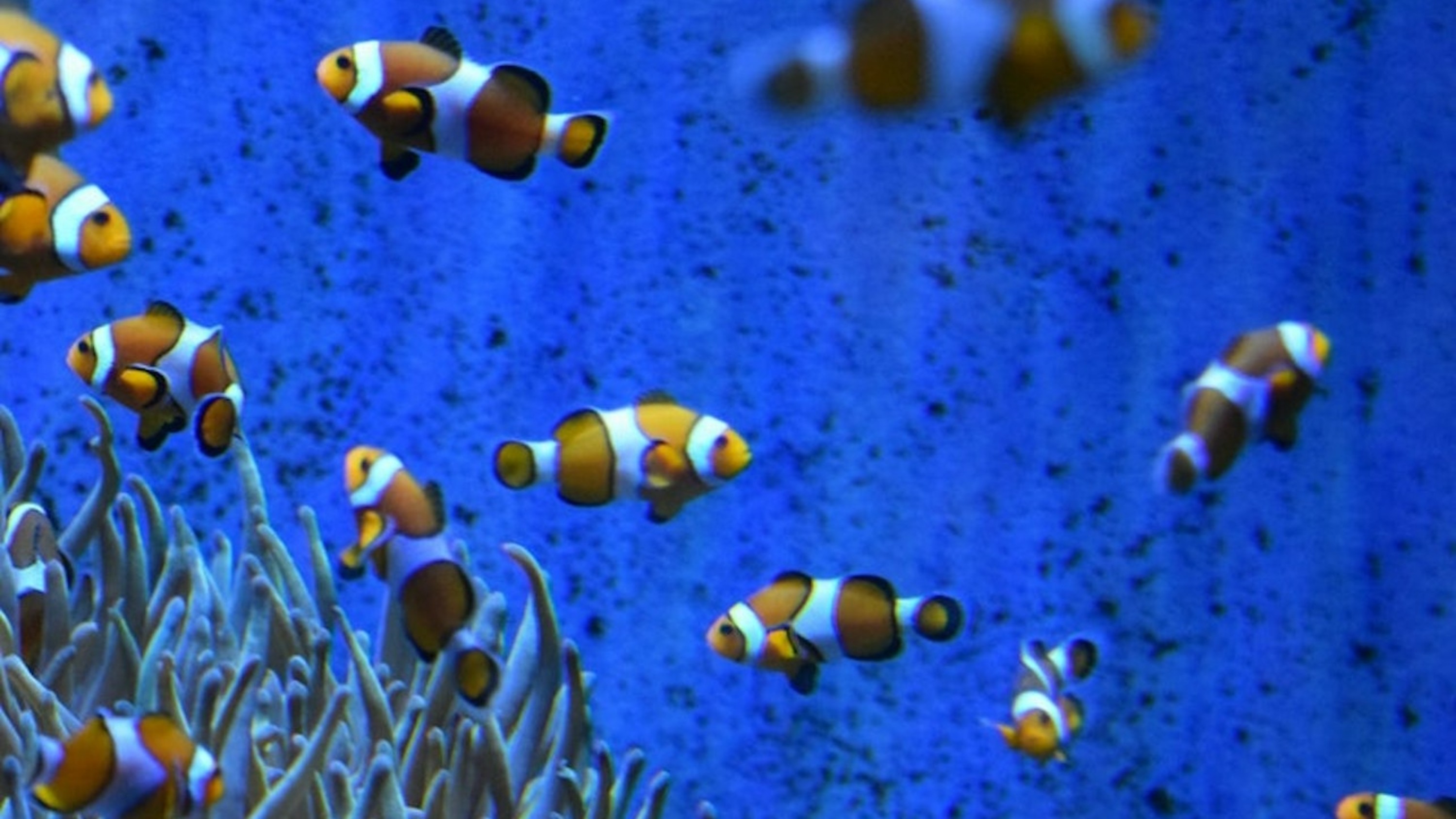 巴塞隆納水族館門票（彈性入場）