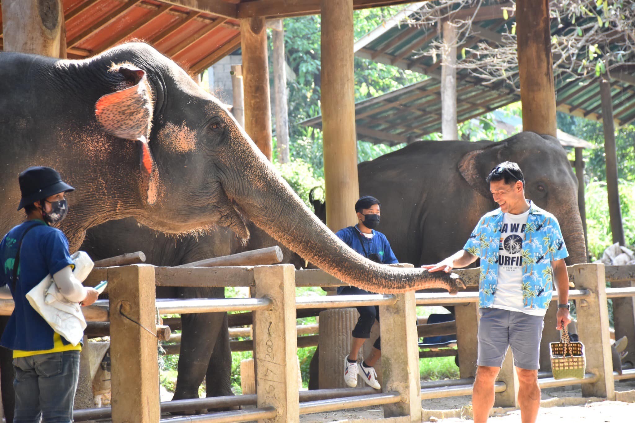 Maesa Elephant Camp Half Day Tour