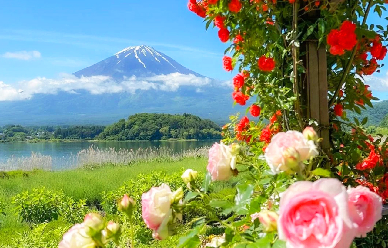 富士山探索之旅-新倉山淺間公園·天梯小鎮·忍野八海·河口湖大石公園·西湖療愈里根場一日遊