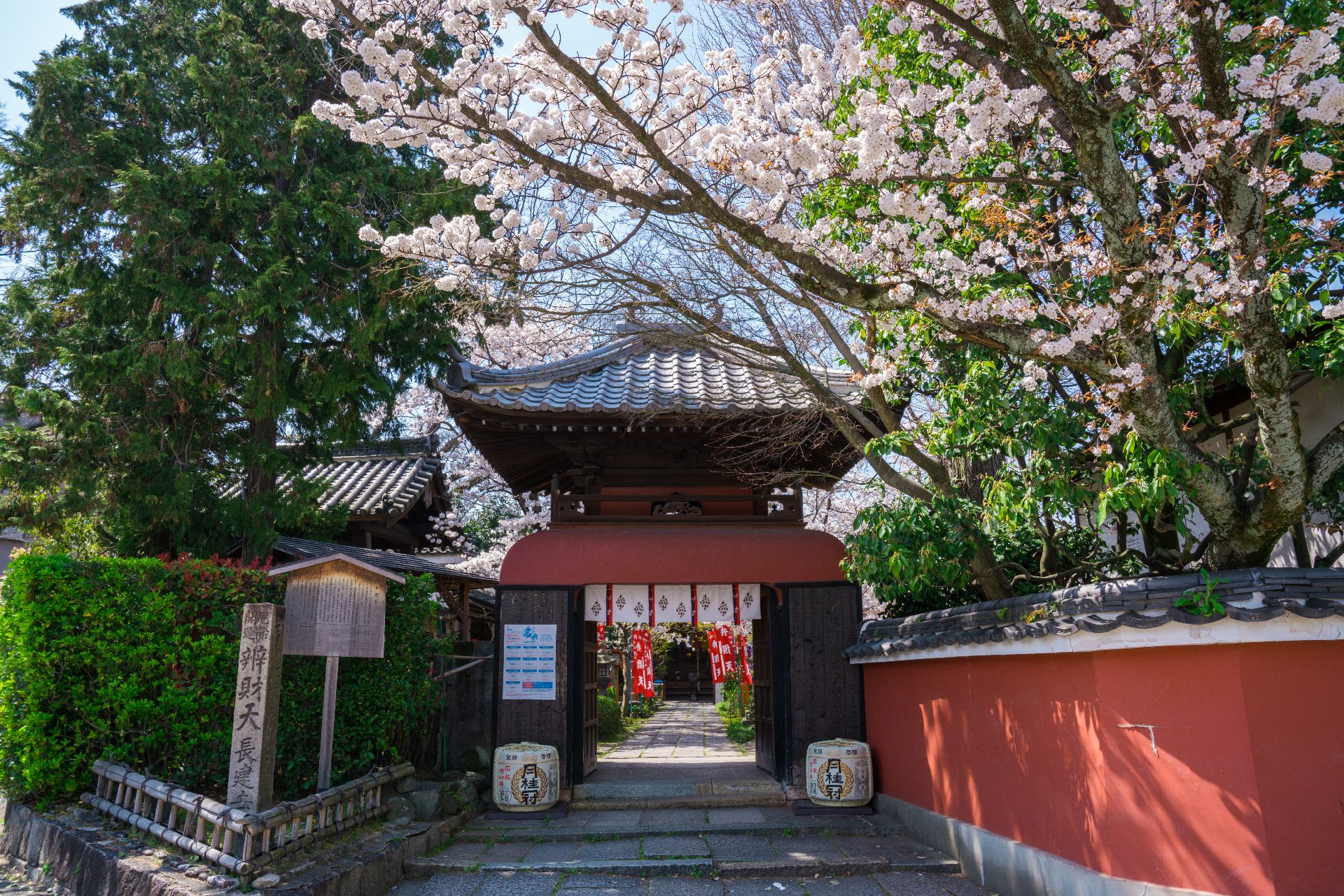 江戶風建築瑰寶——長建寺，粉白花海與硃紅山門，陽光穿過花隙，光影斑駁~