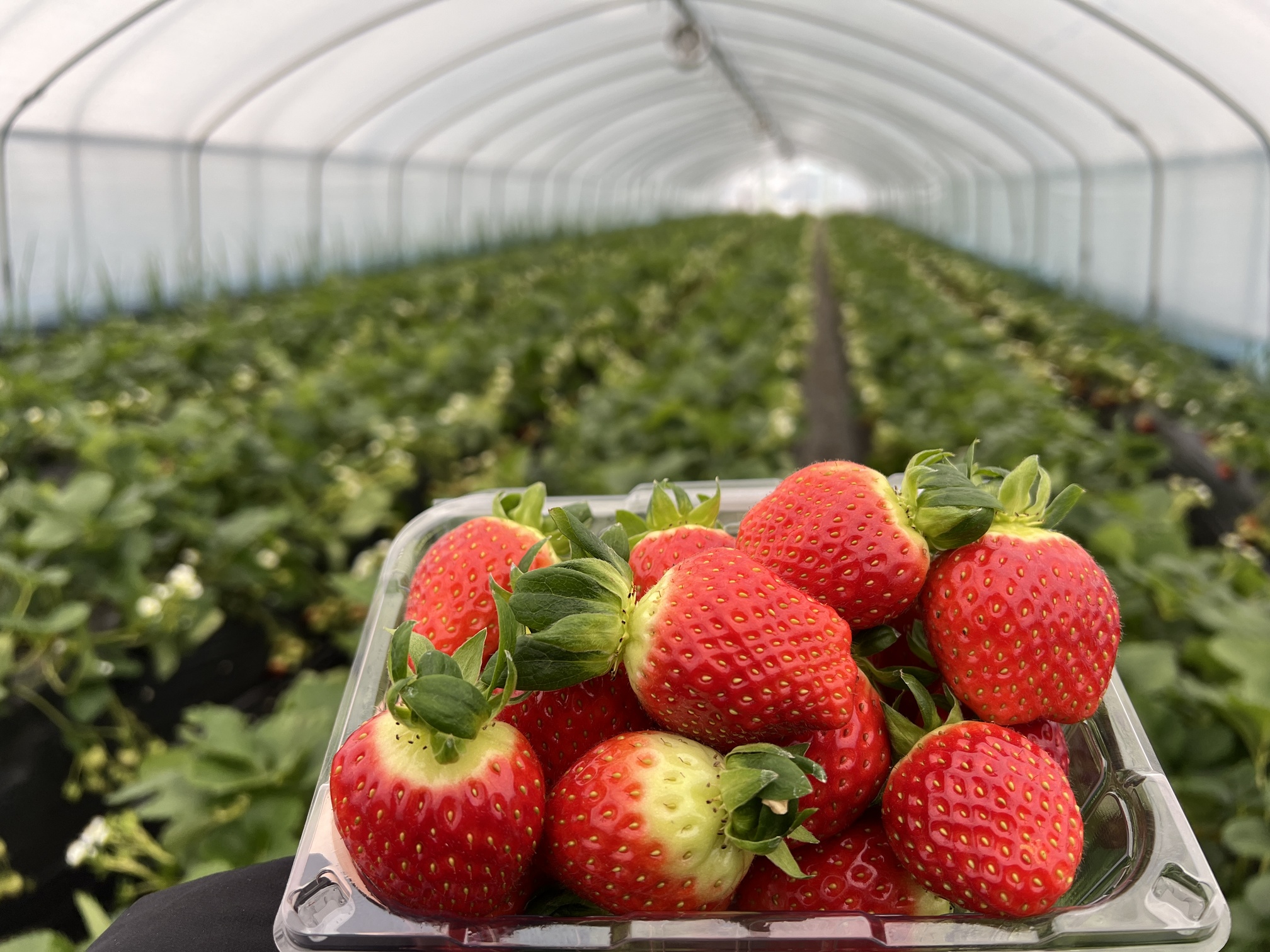 在溫暖且充滿甜美香氣的溫室中，親手採摘新鮮草莓。每一顆飽滿閃耀的果實，都彷彿在呼喚您親自採摘，品嚐其天然的香甜滋味。